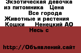 Экзотическая девочка из питомника › Цена ­ 25 000 - Все города Животные и растения » Кошки   . Ненецкий АО,Несь с.